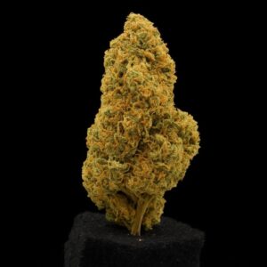 ZOIKS 22/1 TG - Tangrini